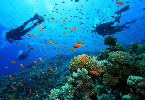 Diving Diving